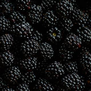 Blackberry fruit wallpaper