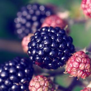 Blackberry fruit wallpaper