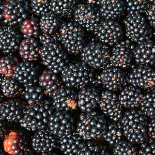 Blackberry fruit wallpaper