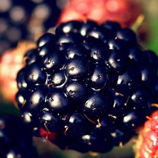 Blackberry fruit wallpaper