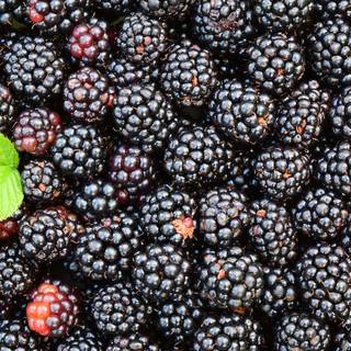 Blackberry fruit wallpaper