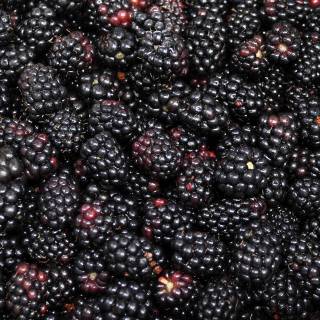 Blackberry fruit wallpaper