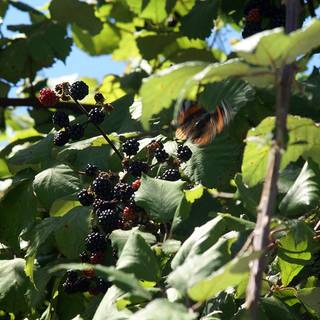 Blackberry fruit wallpaper