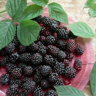 Blackberry fruit wallpaper