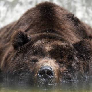 Black bear 4k wallpaper