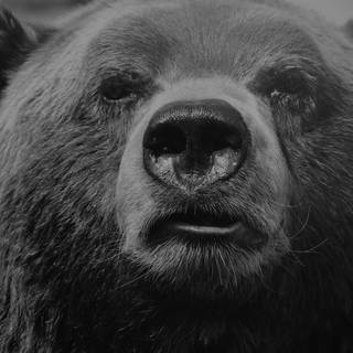 Black bear 4k wallpaper