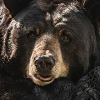 Black bear 4k wallpaper