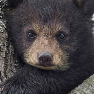 Black bear 4k wallpaper