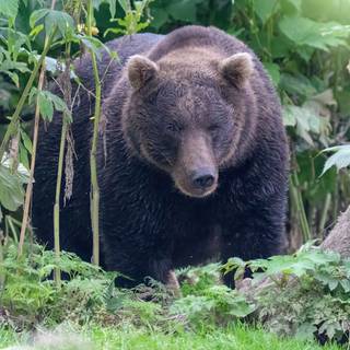 Black bear 4k wallpaper