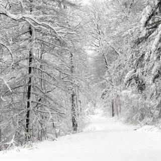 Winter panorama wallpaper