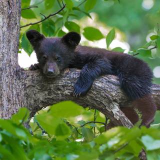 Black bear 4k wallpaper