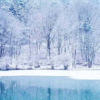 Winter soft wallpaper