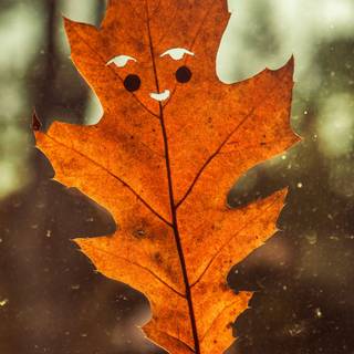 Funny fall wallpaper