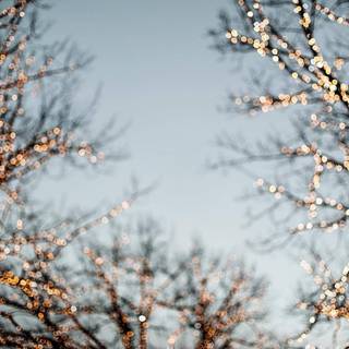 Winter soft wallpaper