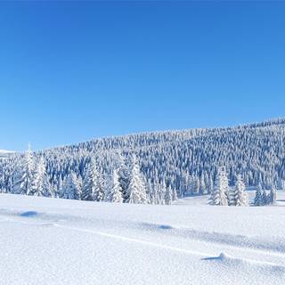 Winter panoramic wallpaper