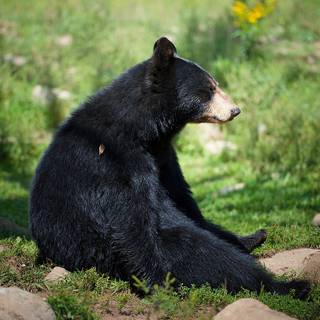 Black bear 4k wallpaper