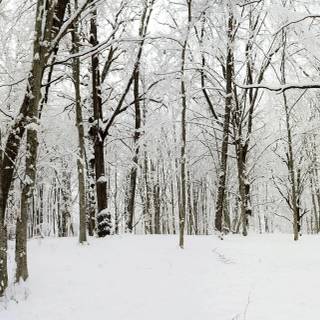 Winter panoramic wallpaper