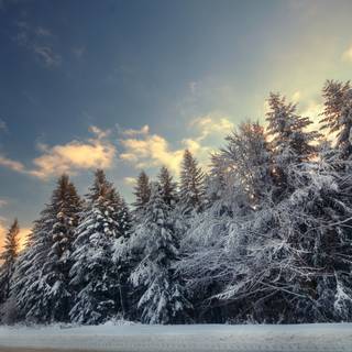 Winter soft wallpaper