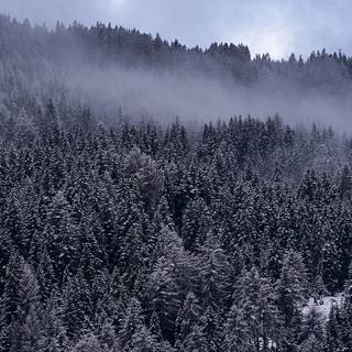 Winter panorama wallpaper