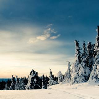 Winter soft wallpaper