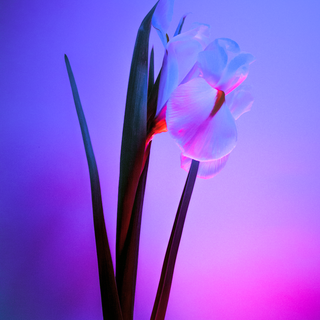 Apple iPhone 11 Pro Max 4k wallpaper