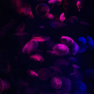 Apple iPhone 11 Pro Max 4k wallpaper