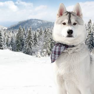 Winter huskies wallpaper