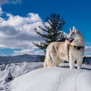 Winter huskies wallpaper