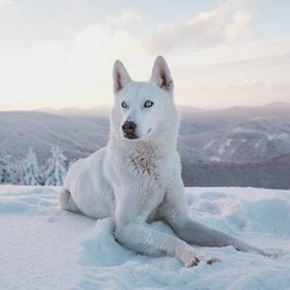 Winter huskies wallpaper