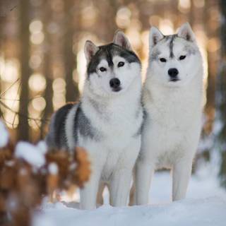 Winter huskies wallpaper