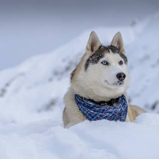 Winter huskies wallpaper