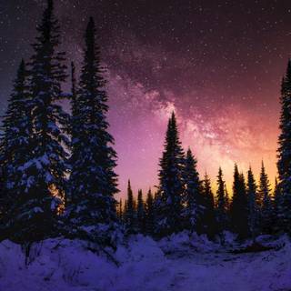 Snow winter night wallpaper