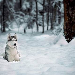 Winter huskies wallpaper
