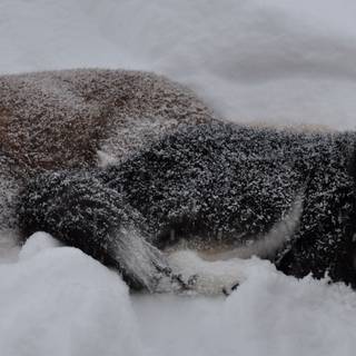 Winter huskies wallpaper