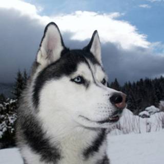 Winter huskies wallpaper