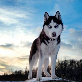 Winter huskies wallpaper