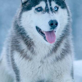 Winter huskies wallpaper