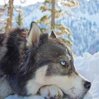 Winter huskies wallpaper