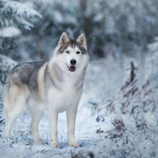 Winter huskies wallpaper