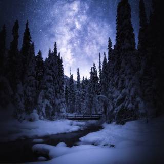 Snow winter night wallpaper