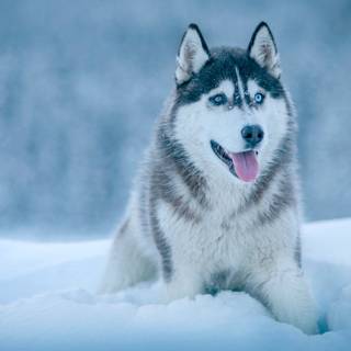 Winter huskies wallpaper