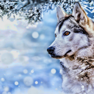 Winter huskies wallpaper