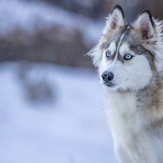 Winter huskies wallpaper