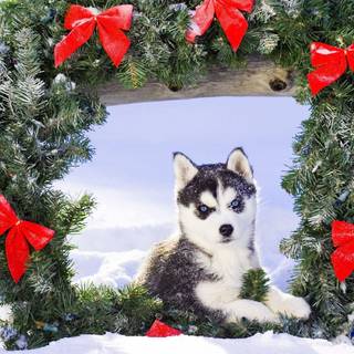 Winter huskies wallpaper
