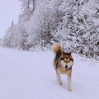 Winter huskies wallpaper