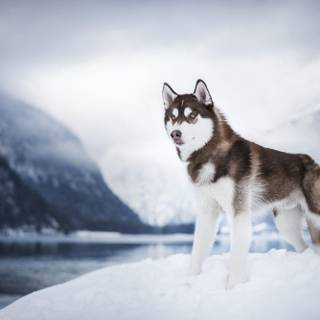 Winter huskies wallpaper