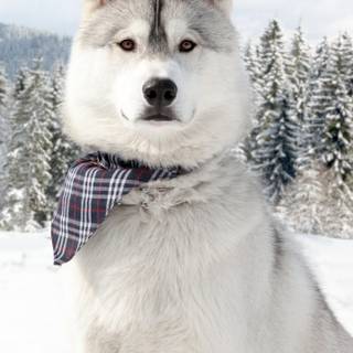 Winter huskies wallpaper