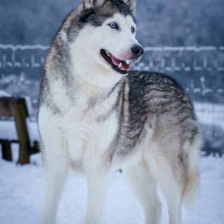 Winter huskies wallpaper