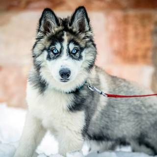 Winter huskies wallpaper