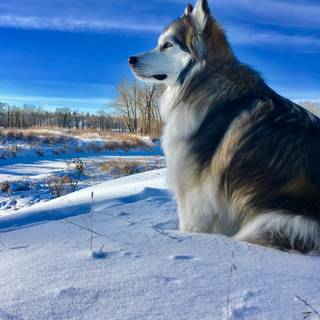 Winter huskies wallpaper